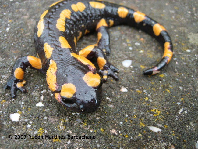 Salamandra salamandra fastuosa/bejarae